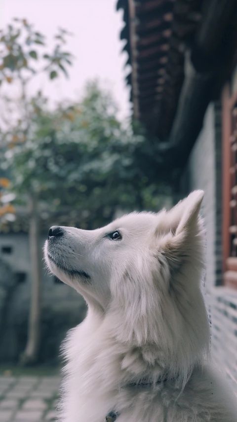 周黑鴨:崛起與挑戰(zhàn)的傳奇歷程