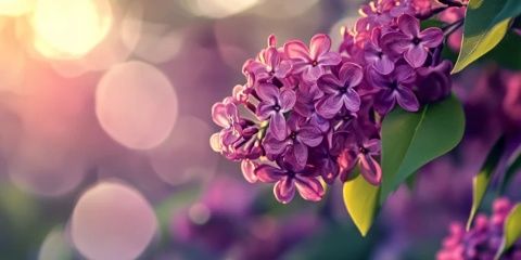 新手必看！丁香花進(jìn)口的全面指南~