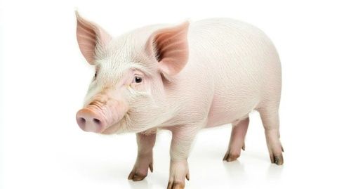豬肉百科全書：分類、價格解析與安全購買指南