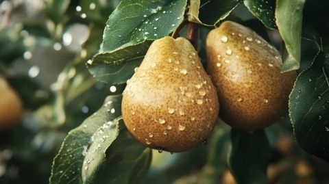 小凍梨領(lǐng)銜美食大戰(zhàn)：誰(shuí)是最后的勝者？