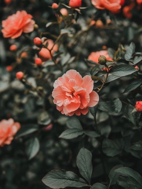 牡丹鸚鵡喂養(yǎng)與管理小常識(shí)全解