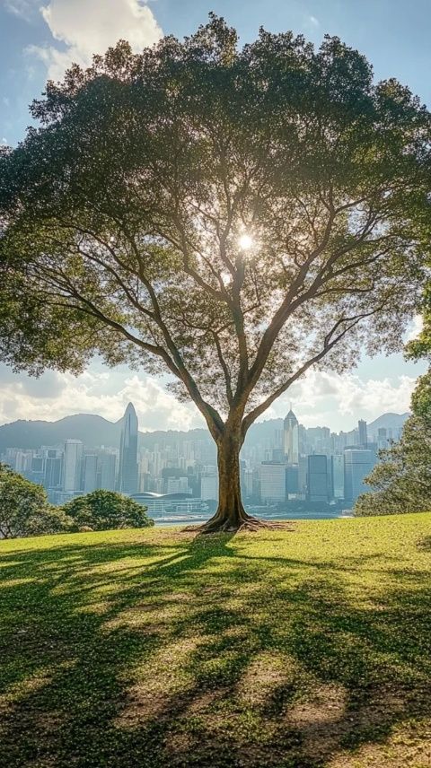 探秘香港之旅:奧運(yùn)健兒溫情瞬間與城市風(fēng)光的完美邂逅