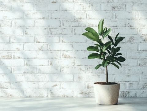 4個(gè)有趣的小植物知識(shí)