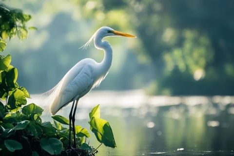 思南沙洲回憶錄：重現(xiàn)白鷺之舞，傳承文化記憶的復(fù)興之旅