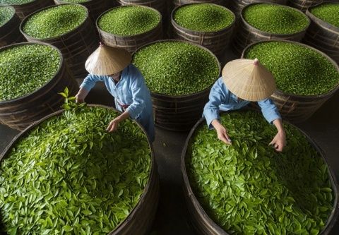 樹葉變佳肴，探索樹葉烹飪新天地
