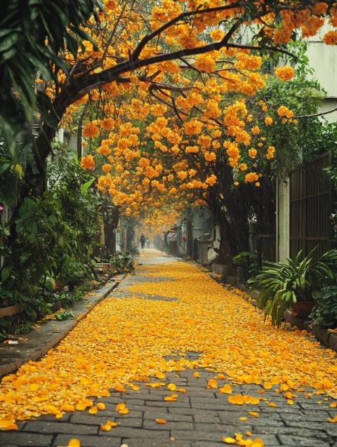 成都的市樹是什么？我國其他城市的市樹、市花都有哪些？