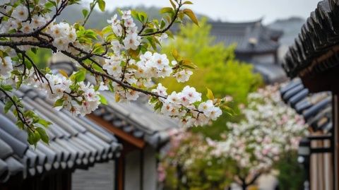 即墨古城春景絢爛！花卉盛開位置及最佳觀賞時間一覽