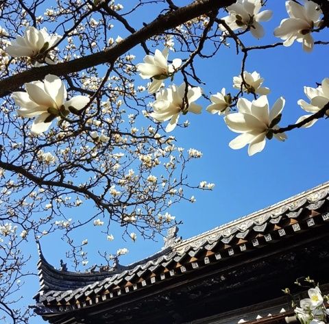 三月賞花踏青去哪兒？揚州美景美食等你來！