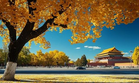 秋日風(fēng)光:北京紫禁城四周百花齊放