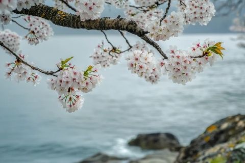花開時節(jié)，春天來臨的象征