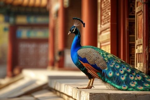 北京一日游:從天壇西門到大柵欄的古韻與美食之旅