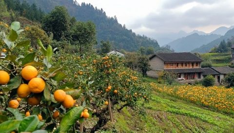 雙溪有機(jī)農(nóng)業(yè)探索：遠(yuǎn)離塵囂，體驗(yàn)山林中的綠色之旅