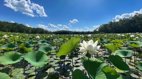 金湖荷花節(jié):江蘇淮安生態(tài)旅游盛宴