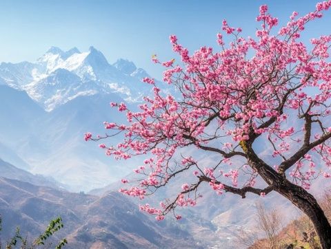 櫻山花谷位于揭西縣京溪園鎮(zhèn)，每年2-3月，漫山遍野的櫻花將這里變成花的海洋