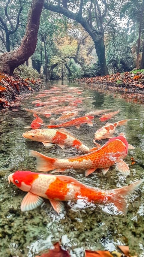 木魚鎮(zhèn)冷水魚天堂——野人飯店，美味與環(huán)境兼得的絕佳選擇！
