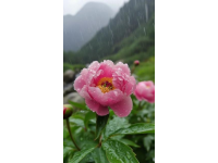 洛陽(yáng)牡丹譽(yù)滿天下，美食之城名副其實(shí)