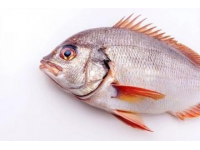 鱸魚養(yǎng)殖常識（池塘建設與管理）