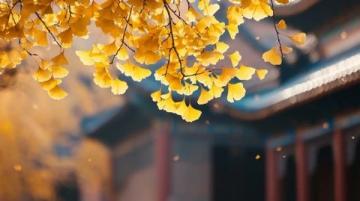北京的秋天一場絢爛的金色盛宴: 一份美景 美食與寧靜。
