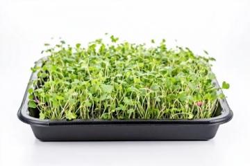 蔬菜發(fā)芽小常識(shí)：知道這些才是安全的吃法！