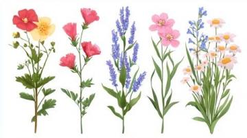 花草知識大會:花卉百態(tài)趣味