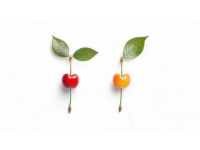 紫葉李和紅葉李有什么不同之處？看這6點(diǎn)就清楚了！