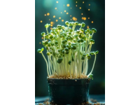 蔬菜發(fā)芽小常識(shí)：知道這些才是安全的吃法！