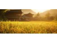 通過一道美食猜你的家鄉(xiāng)是哪里？桂林米粉透露秘密