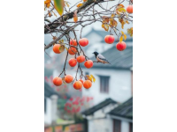 我愛的古鎮(zhèn)不多，和順?biāo)阋粋€(gè),理由有三一是美食多，二是古鎮(zhèn)古，三是文化深