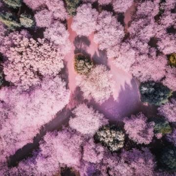 廣州賞花攻略：秋日里的粉色秘境，滿城異木棉等你來(lái)發(fā)現(xiàn)