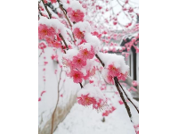春節(jié)景區(qū)活動(春節(jié)來臨之際，各地景區(qū)相聚開始準備春節(jié)活動)