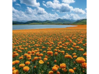松花湖畔：藍天、綠地與綻放的山花，沉浸在自然的美好之中