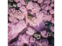 廣州賞花攻略：秋日里的粉色秘境，滿城異木棉等你來(lái)發(fā)現(xiàn)