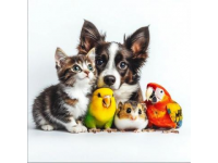 寵物飼養(yǎng)全攻略(寵物飼養(yǎng)常識)