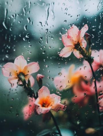 春雨滋潤萬物，彰顯生命的意義