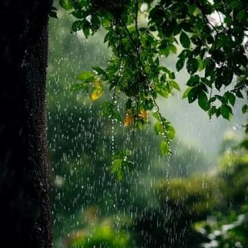 春雨滋潤萬物，彰顯生命的意義