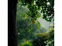 春雨滋潤萬物，彰顯生命的意義