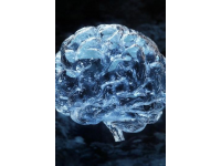 揭秘神奇冷知識(shí)：動(dòng)物大腦、植物奧秘及宇宙奇觀