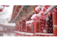 春節(jié)期間來成都，這幾個賞花好去處你不可錯過！
