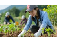 廣西人愛(ài)吃的南瓜苗圖片(百色人最?lèi)?ài)吃的菜是南瓜苗)