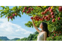 合江荔枝：盛夏限定的甜蜜美味，一口甜到心坎里