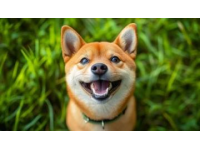 柴犬養(yǎng)護(hù)入門：品種特性及基礎(chǔ)常識詳解