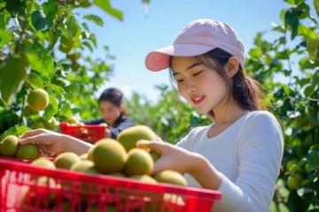英德探秘：一家只做一道菜的農(nóng)莊，無花果浸大騸雞的獨特魅力