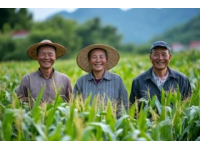 一根玉米，一百種鄉(xiāng)音：中國玉米的奇妙語言密碼