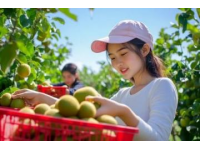 英德探秘：一家只做一道菜的農(nóng)莊，無花果浸大騸雞的獨(dú)特魅力