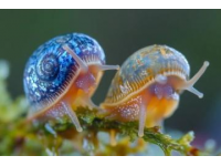 在動物世界里，若是論起牙齒數(shù)量，蝸牛絕對是當之無愧的冠軍,這種行動遲緩、背著螺旋