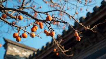 晉城特色美食之旅:舌尖上的高平烤豆腐與澤州甜柿
