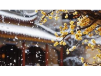 雅丹梨花盛開：春日里的雪景詩篇，純凈而浪漫的世外桃源