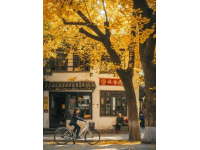 昆明版筑后街銀杏林賞景攻略：金色時(shí)光攝影圣地