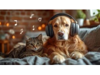 探索犬類生命樂(lè)章：小型犬的悠長(zhǎng)歲月與大型犬的熱烈時(shí)光