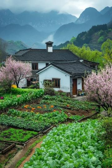 湖南新化:春季12種常見野菜大揭秘